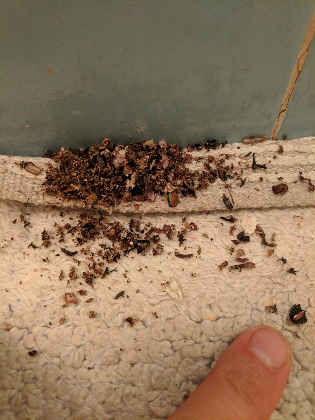 Dead insects along a baseboard after a Breeze perimeter treatment