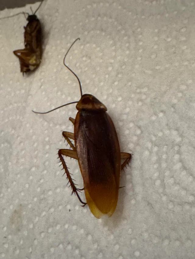 American cockroaches found inside a Pensacola area home